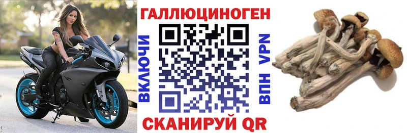 купить Змеиногорск Псилоцибиновые грибы Cubensis